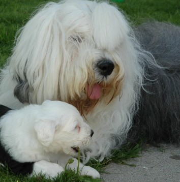 Pastor Ingles~ I am in love with this one..  English sheepdog, Old  english sheepdog puppy, Old english sheepdog